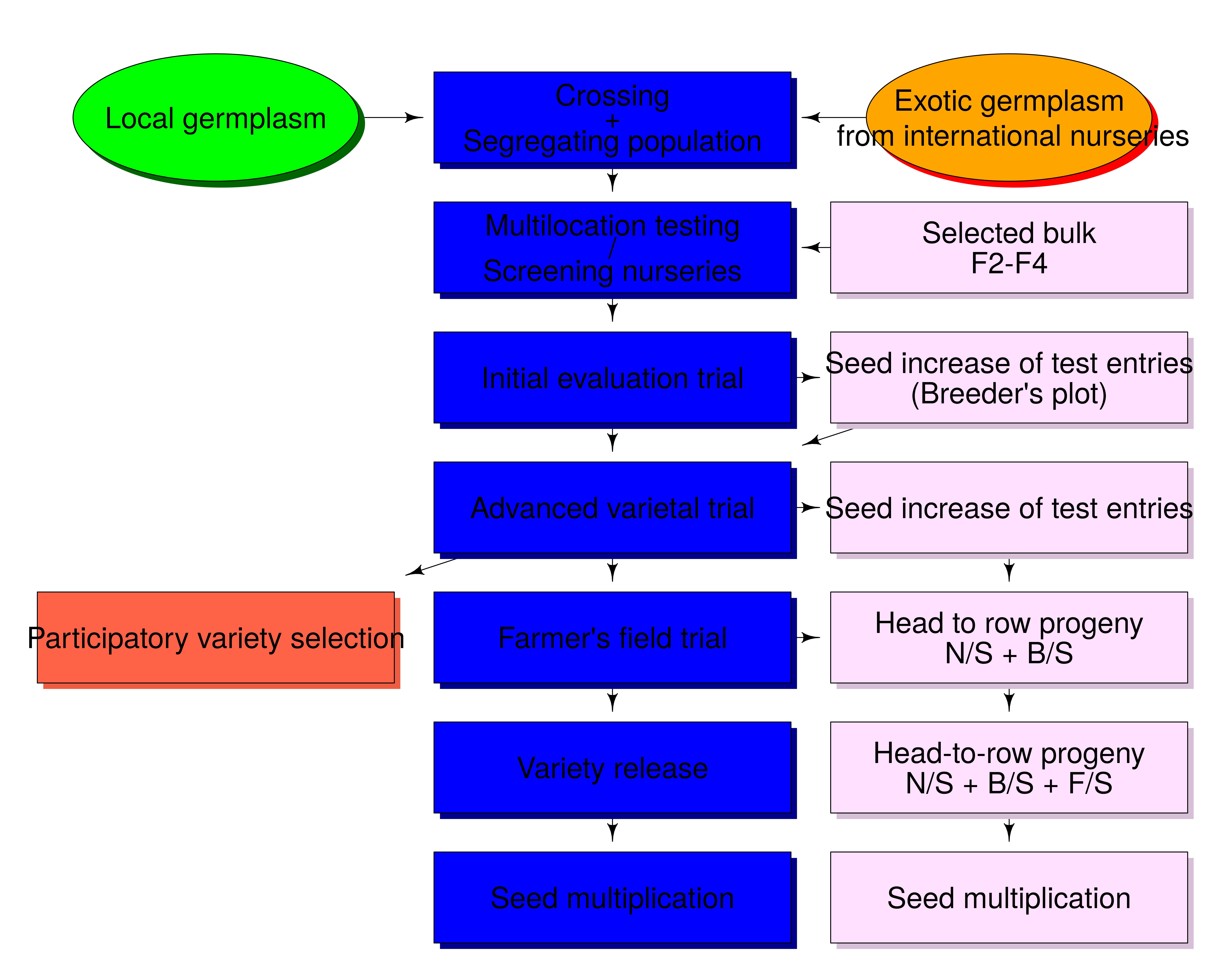 An overview of wheat breeding program in combination with rapid seed multiplication strategy